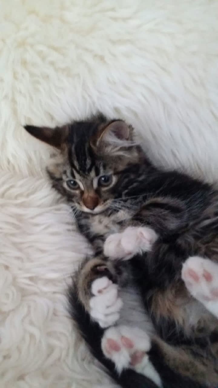 Our new cat Findus|Vår nye katt Findus